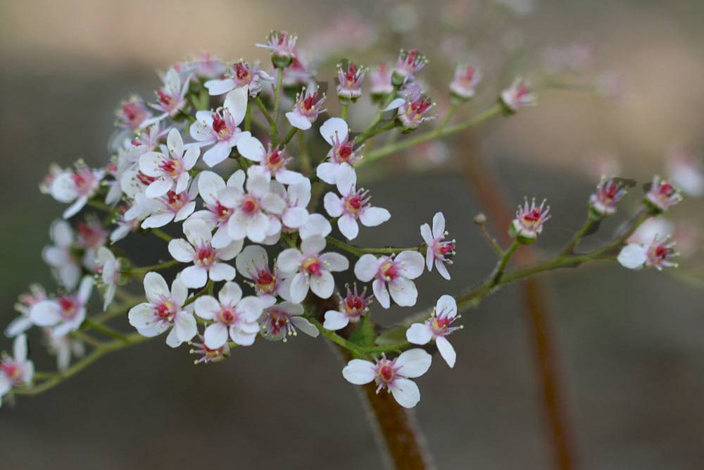 Schildblatt, Darmera peltata im Gartenbeet