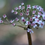 Schildblatt, Darmera peltata