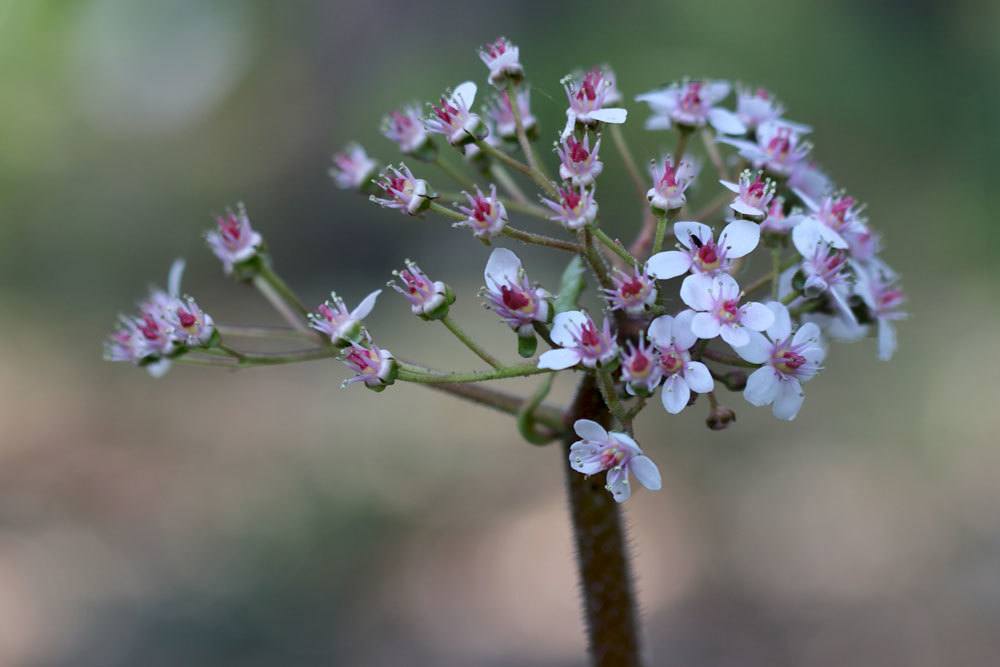 Schildblatt, Darmera peltata