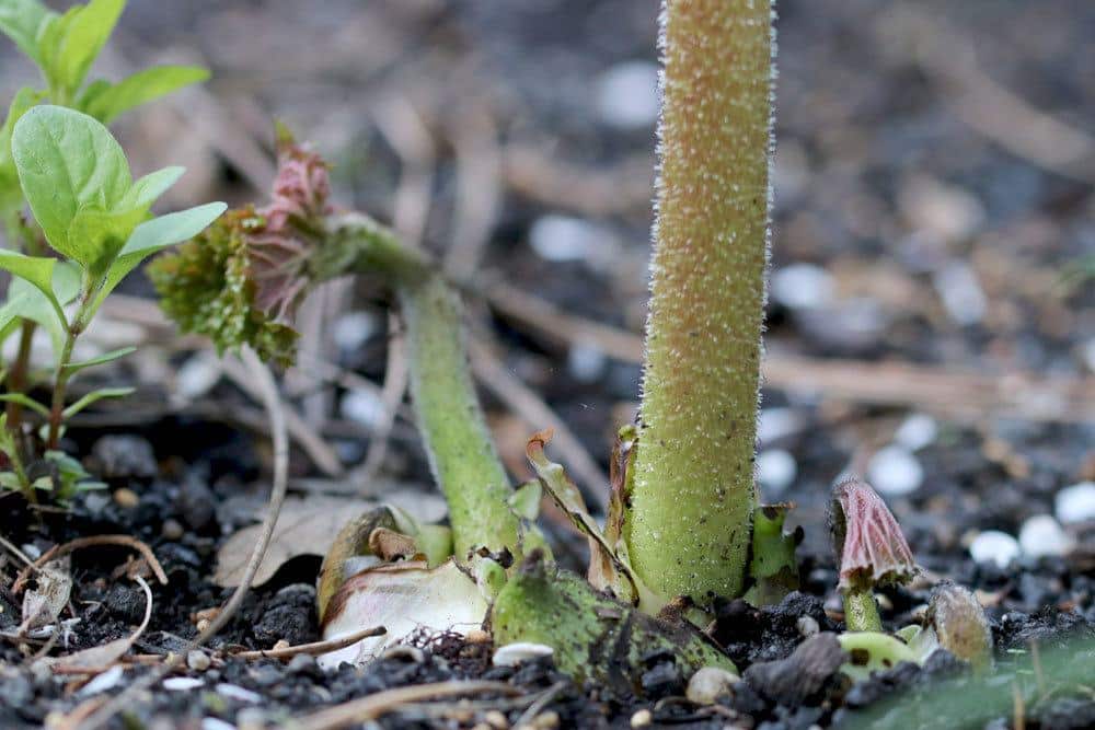 Schildblatt, Darmera peltata bevorzugt einen sonnigen Standort