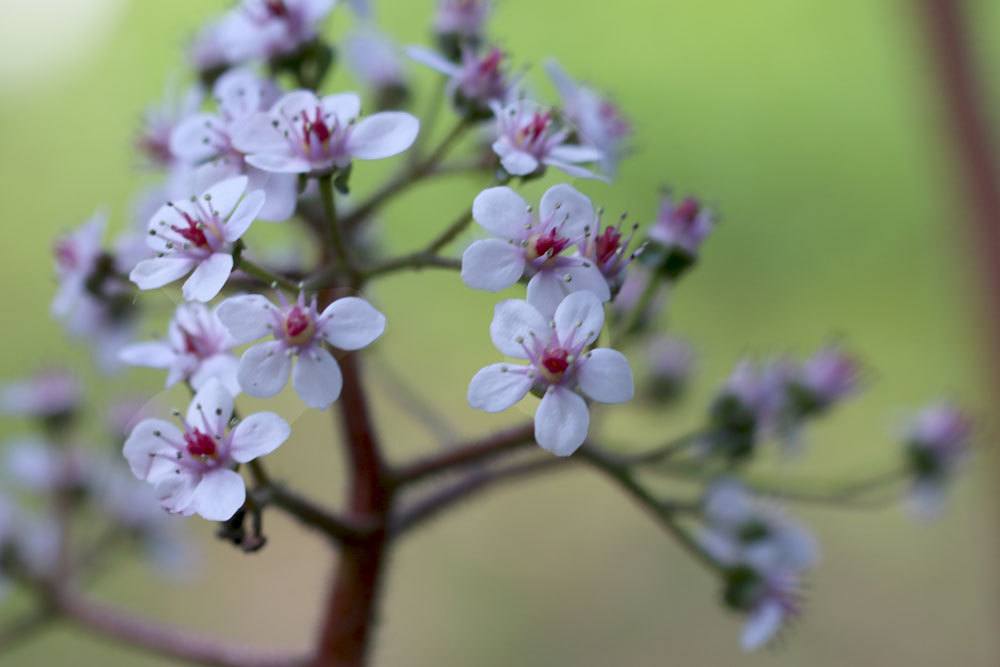 Schildblatt, Darmera peltata mit rosafarbenen Blüten