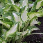 Schneefeder-Funkie, Wellblatt-Funkie, Hosta undulata