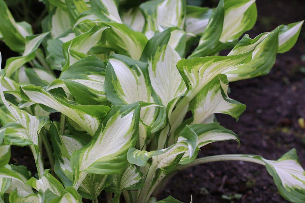 Schneefeder-Funkie, Wellblatt-Funkie, Hosta undulata