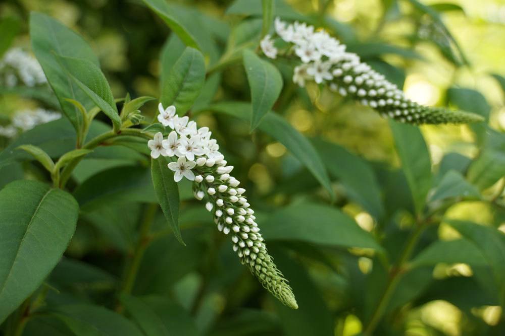 Schneefelberich, Lysimachia clethroides ist ein Primelgewächs