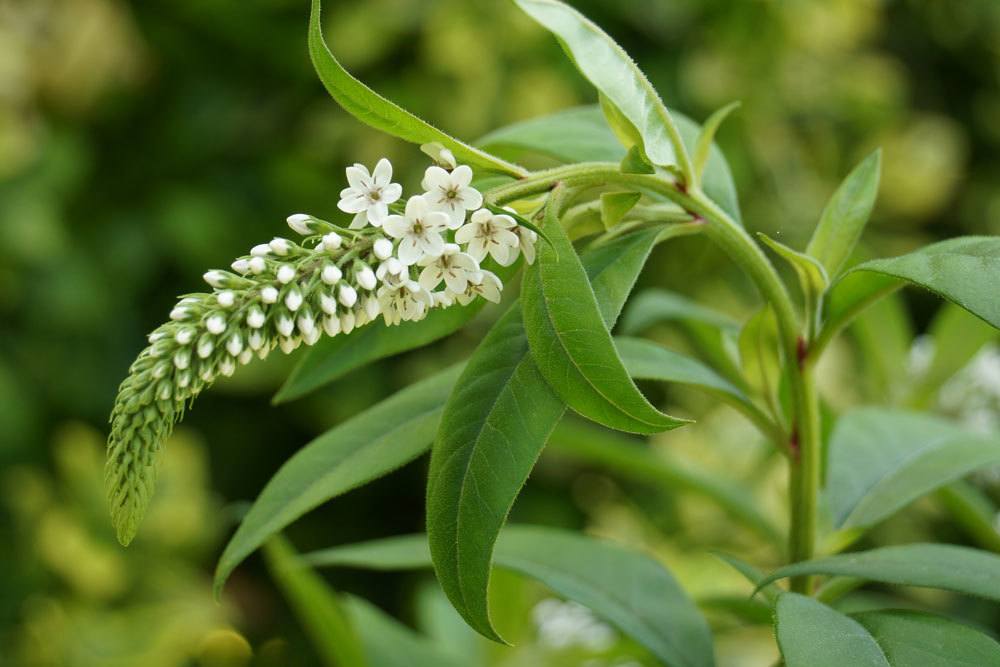 Schneefelberich, Lysimachia clethroides ist eine winterharte Staude