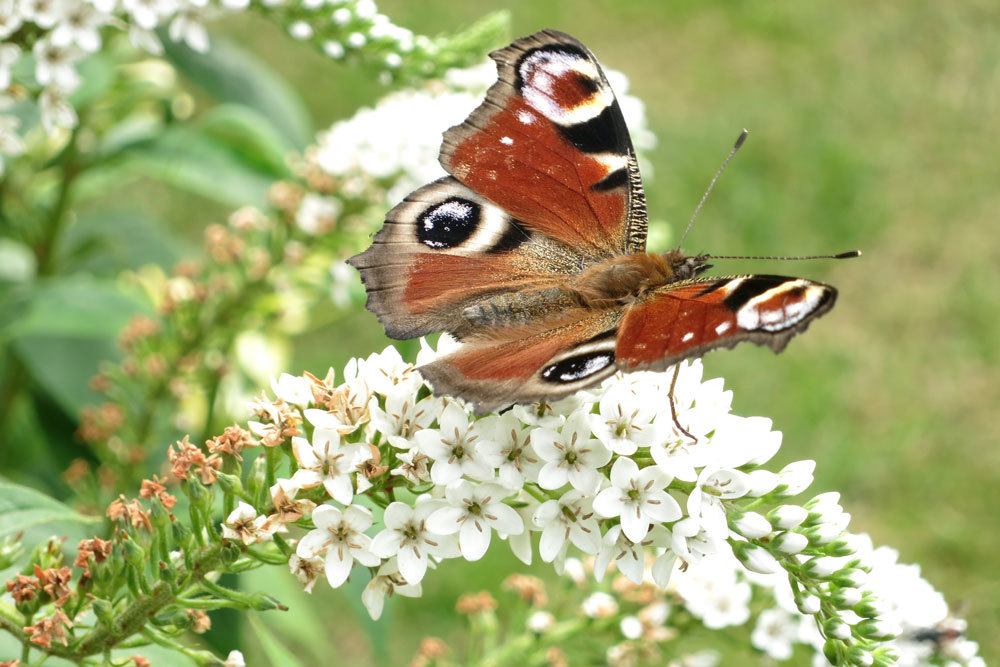 Schneefelberich lockt auch Insekten, wie hier einen Schmetterling, an