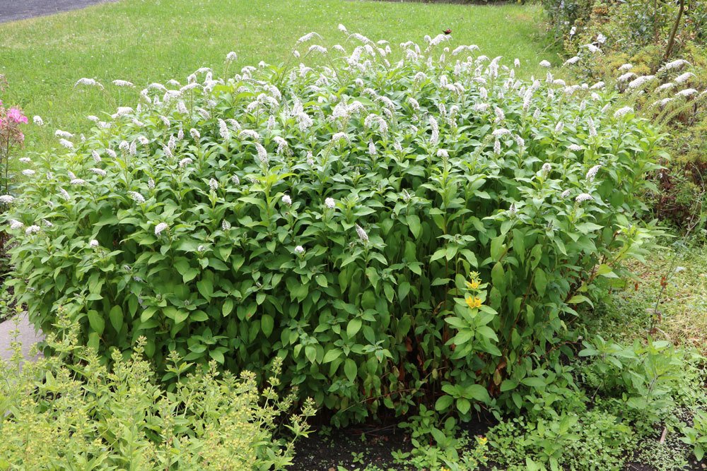 Schneefelberich, Lysimachia clethroides