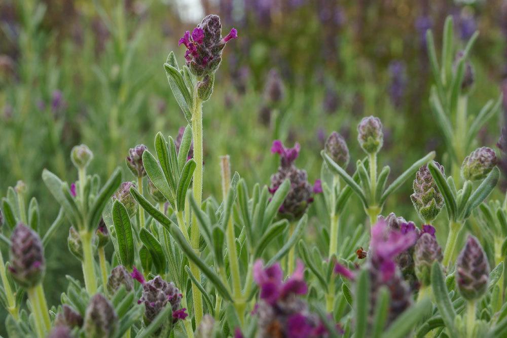 Schopflavendel mit kräftigem Aroma