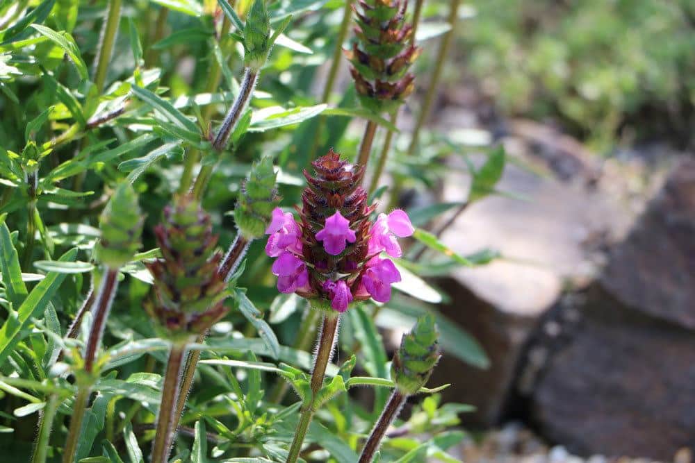 Schopflavendel, Lavandula stoechas verträgt auch die pralle Mittagssonne