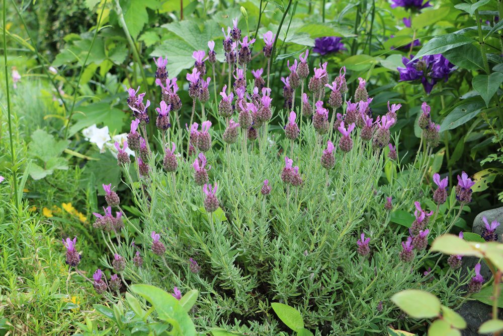 Schopflavendel, Lavandula stoechas