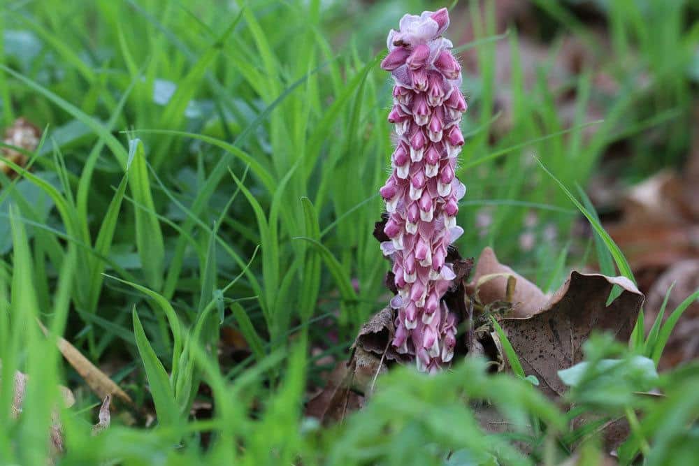 Schuppenwurz, Lathraea squamaria