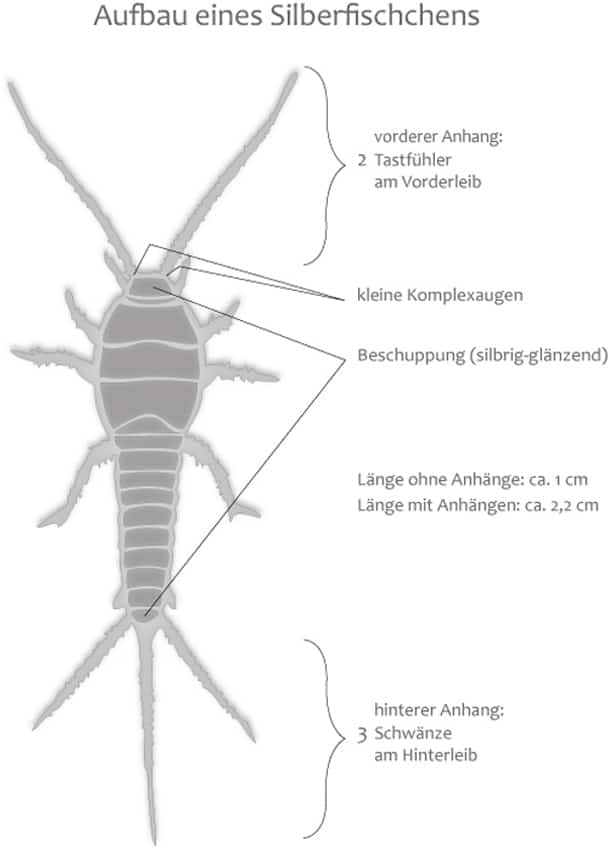 Aufbau eines Silberfischchens