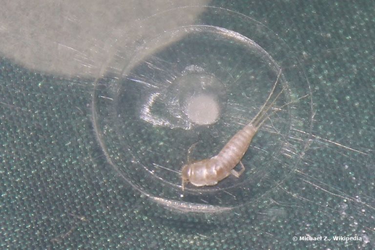 Silberfischchen mit Hausmitteln bekämpfen