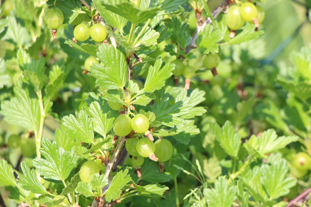 Stachelbeeren am Strauch