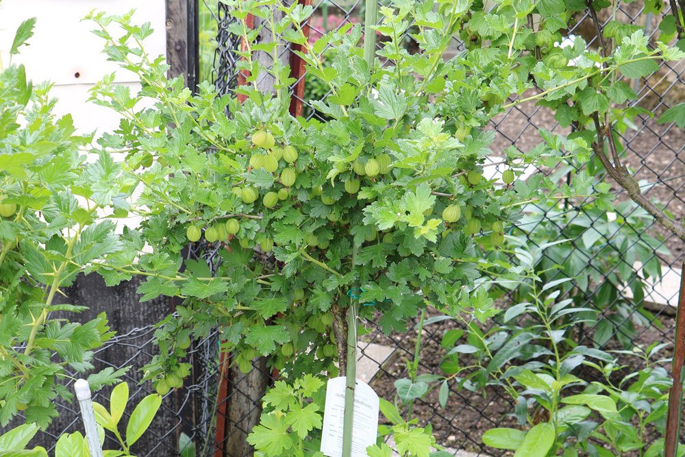 Stachelbeeren als Hochstamm kultivieren