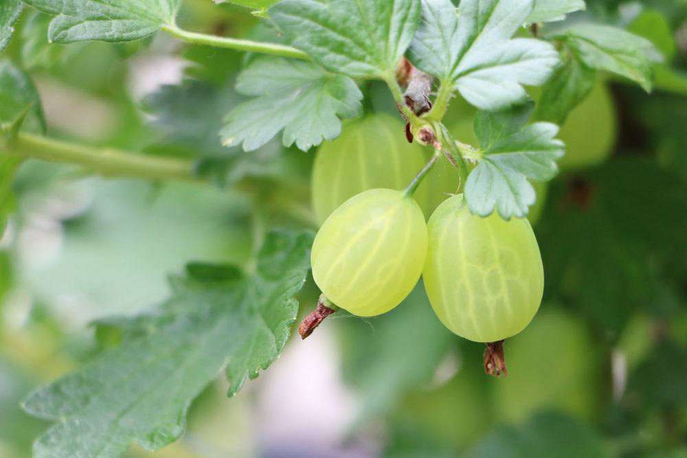 Stachelbeeren