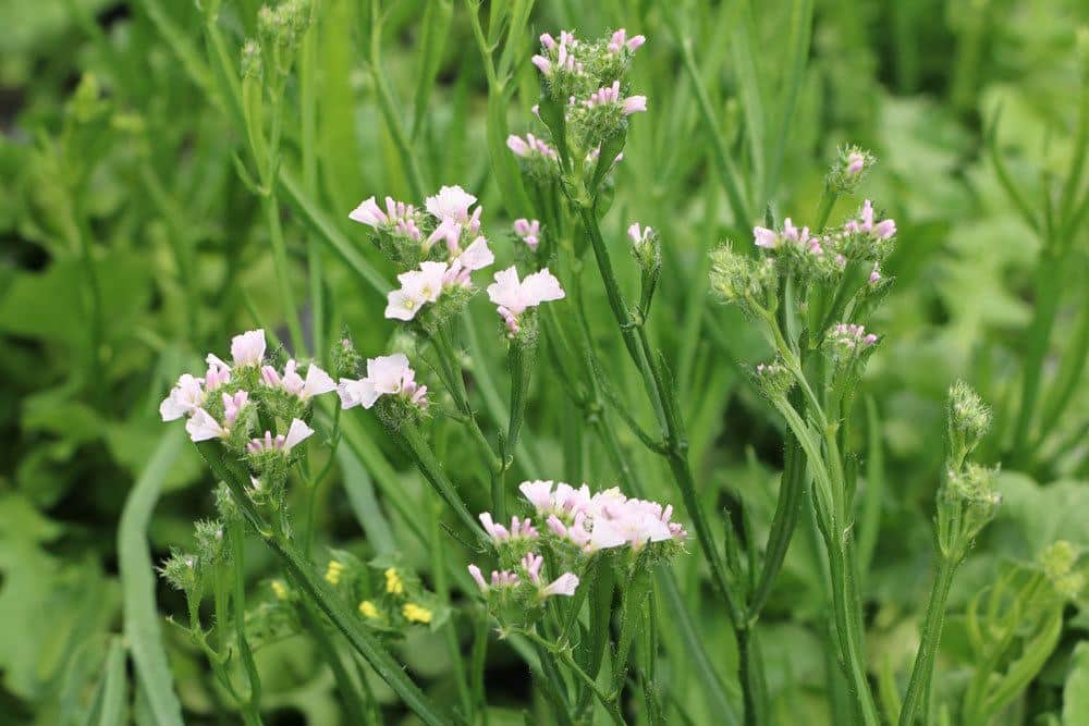 Limonium sinuatum, Strandflieder