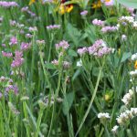 Limonium sinuatum, Strandflieder