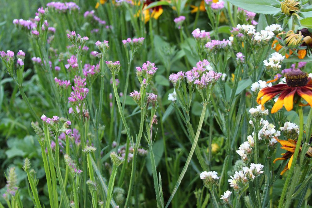 Limonium sinuatum, Strandflieder