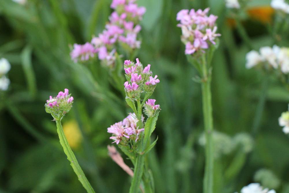 Limonium sinuatum, Strandflieder