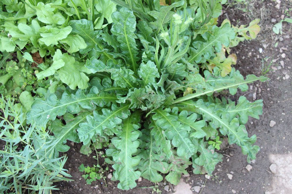 Limonium sinuatum, Strandflieder