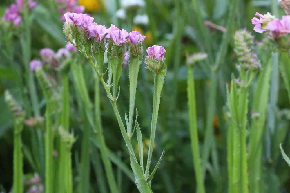 Limonium sinuatum, Strandflieder