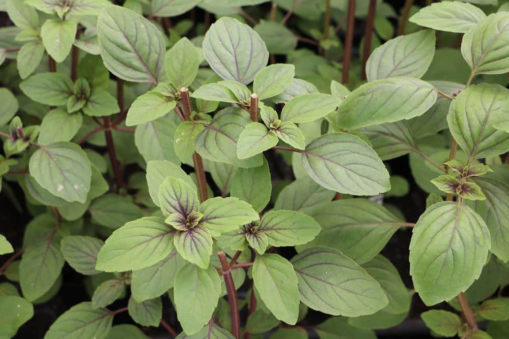 Strauchbasilikum, Ocimum kilimandscharicum x basilicum