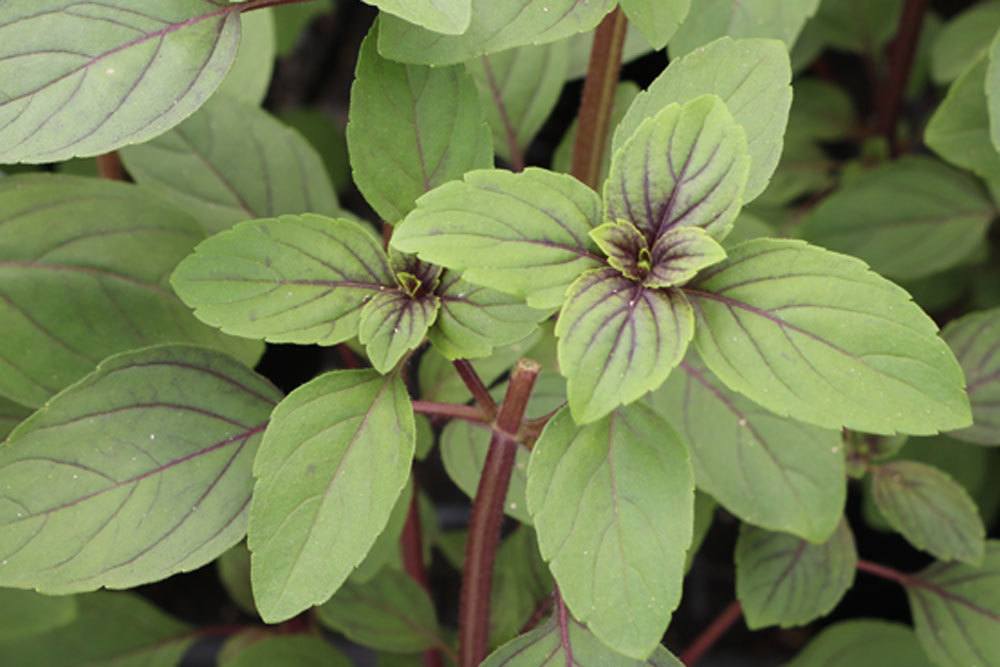 Strauchbasilikum, Ocimum kilimandscharicum x basilicum duftet sehr aromatisch