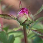 Strauchpfingstrosen, Paeonia suffruticosa