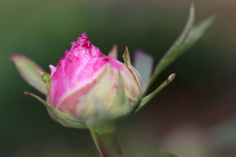 Strauchpfingstrosen, Paeonia suffruticosa als Sammlerstücke