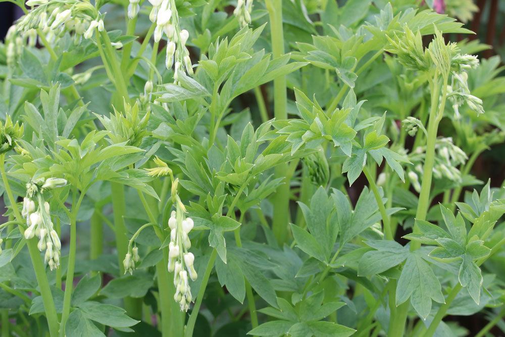 Tränendes Herz, Lamprocapnos spectabilis gehört zu den Mohngewächsen