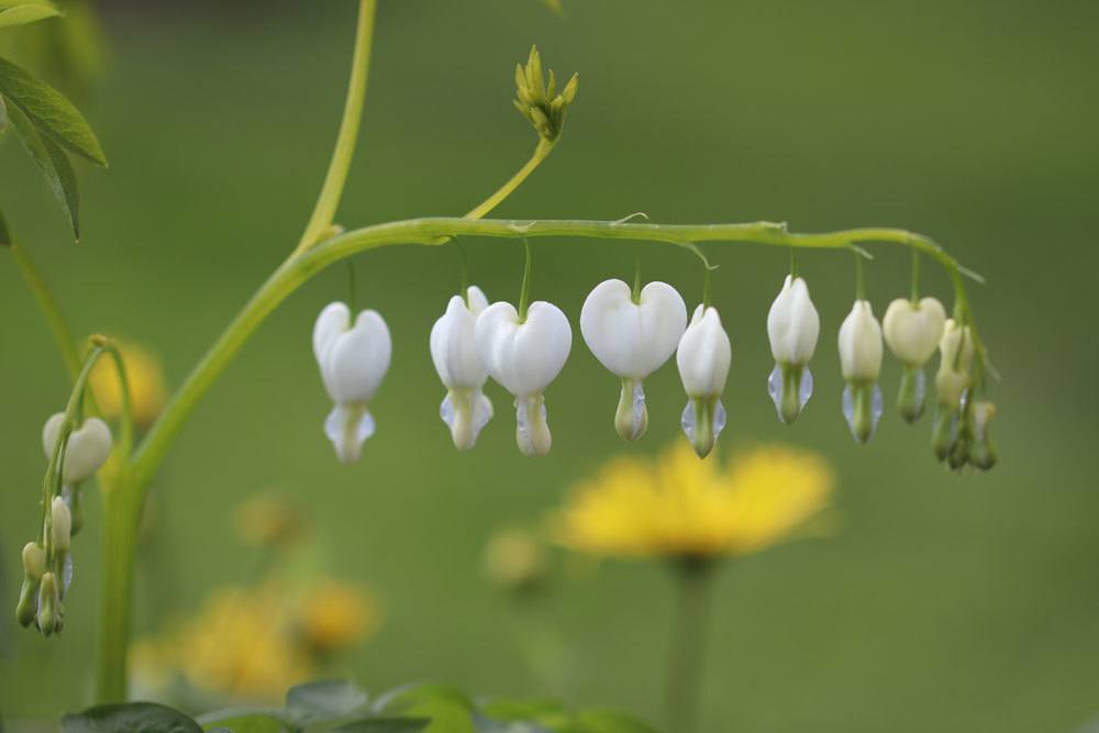 Tränendes Herz, Lamprocapnos spectabilis mit weißer Blütenfarbe