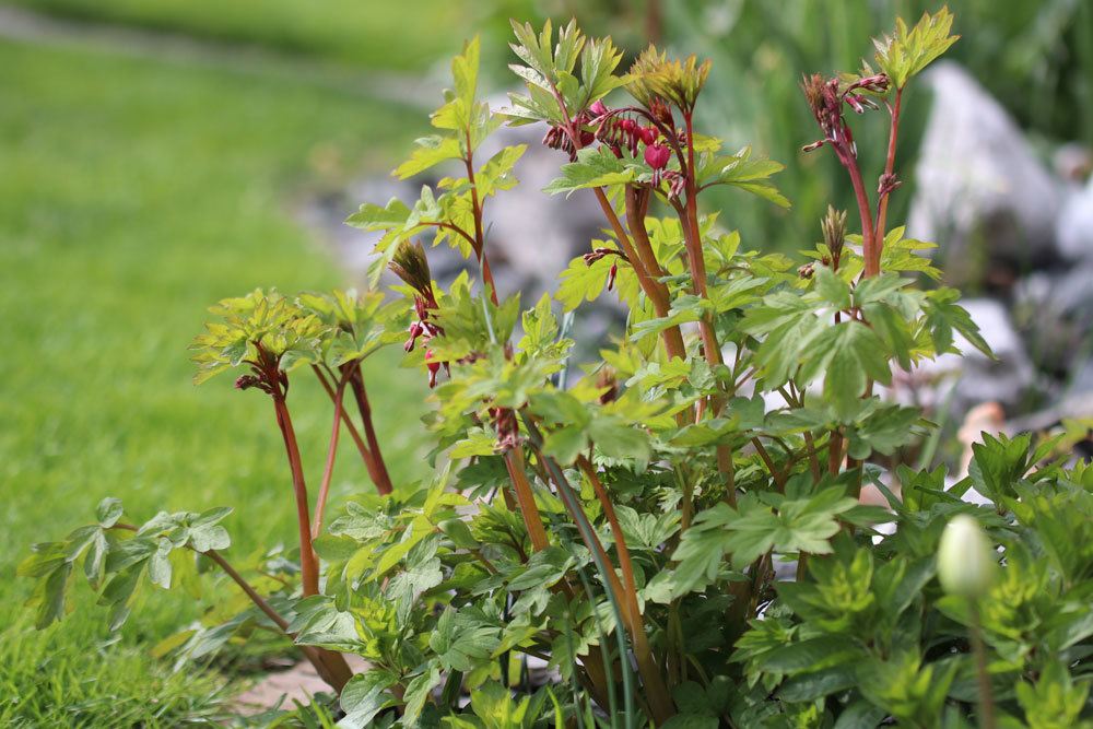 Tränendes Herz ist eine auffällige Schönheit in jedem Garten