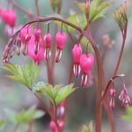 Tränendes Herz, Lamprocapnos spectabilis