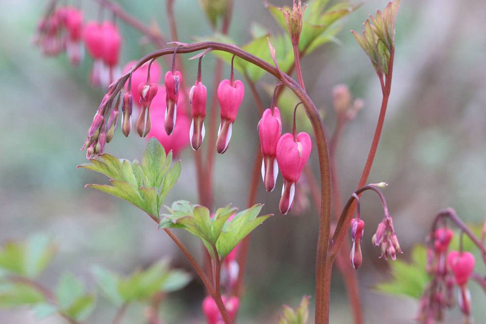 Tränendes Herz, Lamprocapnos spectabilis