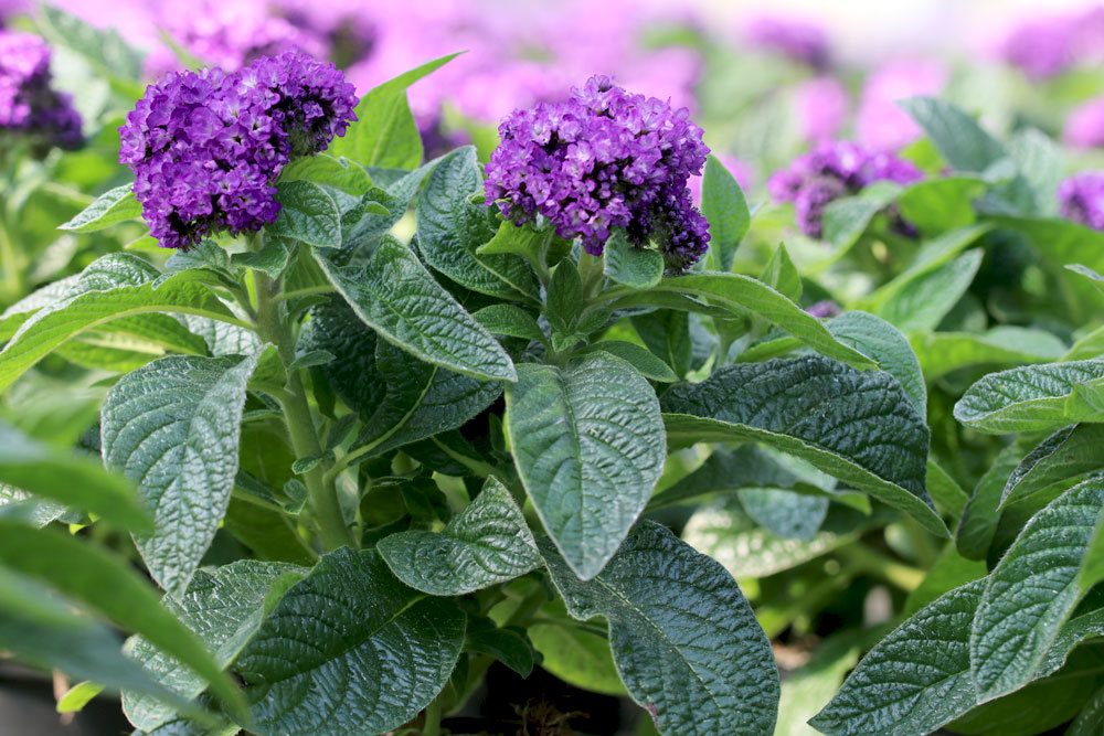 Vanilleblume, Heliotropium arborescens, Heliotrop