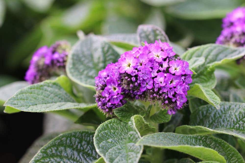 Vanilleblume ist eine dekorative Pflanze mit violetten Blüten