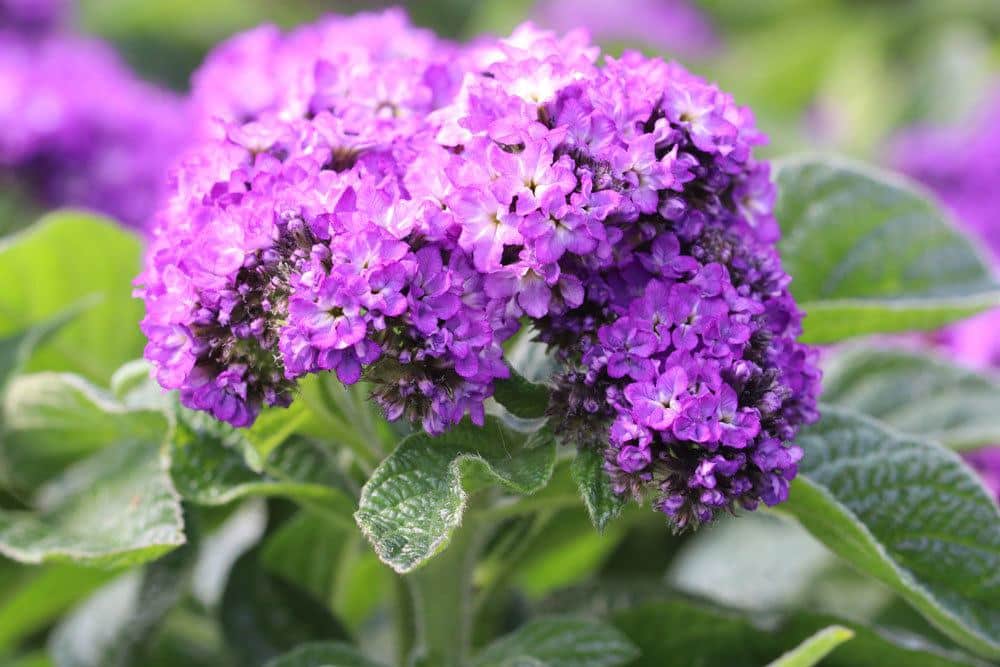 Vanilleblume mit vielen kleinen blau-violetten Blüten