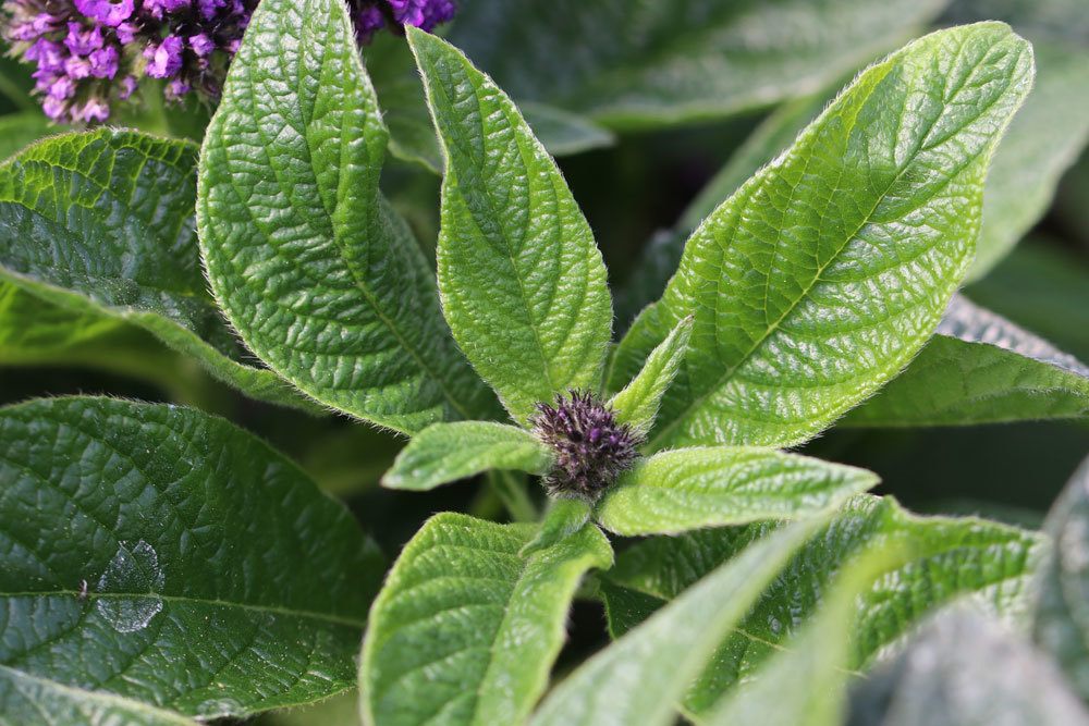 Vanilleblume, Heliotrop verträgt keinen Frost