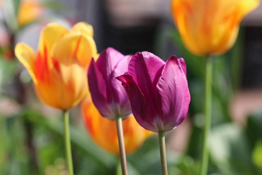 blühende Tulpen im Gartenbeet