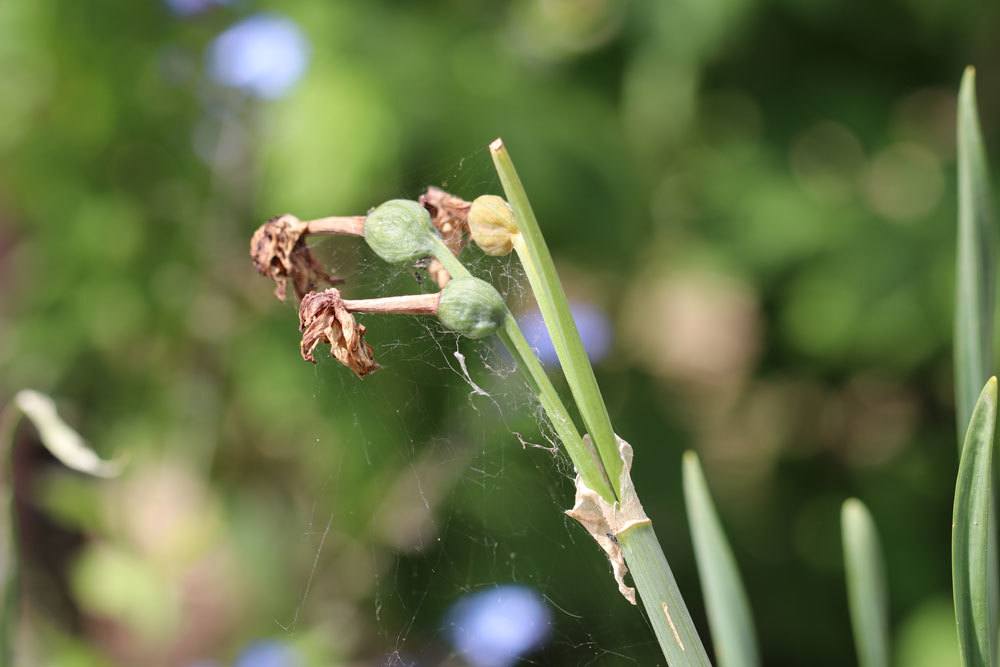 verwelkte Tulpen ohne Blütenblätter