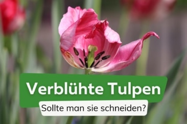 Nach der Blüte: darf man verblühte Tulpen schneiden?