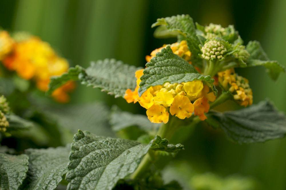 Wandelröschen blüht wechselnd in verschiedenen Farben