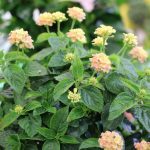 Wandelröschen, Lantana camara