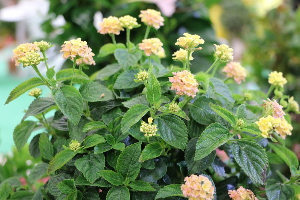 Wandelröschen, Lantana camara