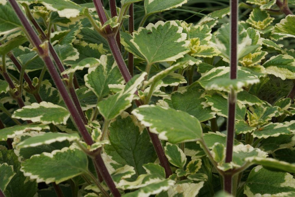 Mottenkönig, Plectranthus coleoides blüht in weißen oder lila Blütenfarben