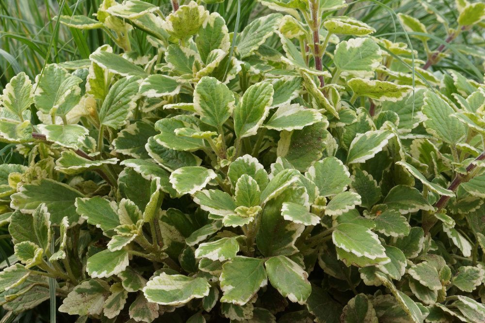 Weihrauchpflanze, Mottenkönig, Plectranthus coleoides