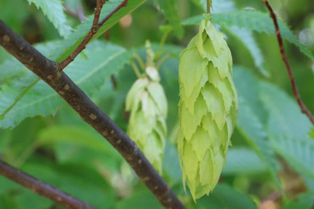 Hainbuchenhecke sollte regelmäßig geschnitten werden