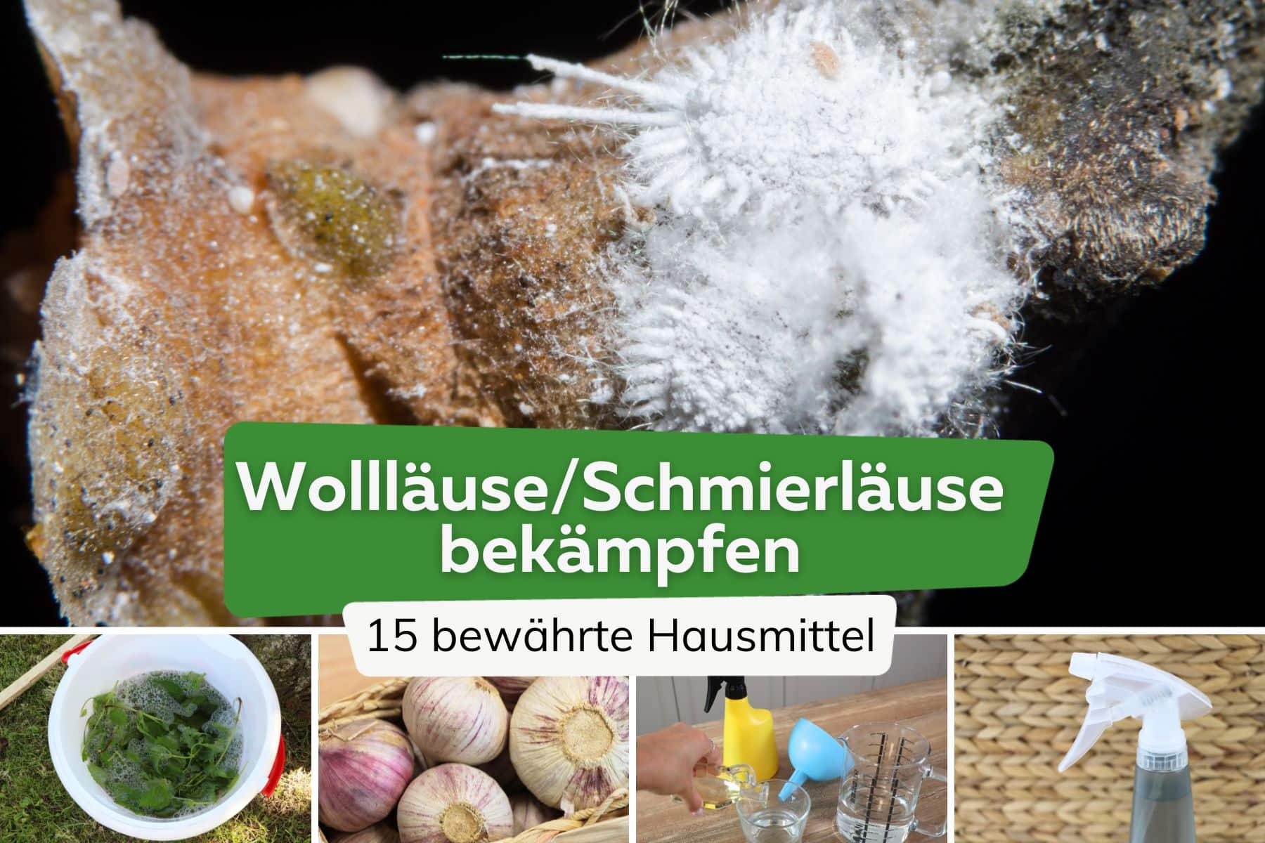 Wollläuse / Schmierläuse bekämpfen Titel