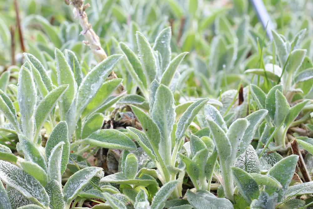 Wollziest, Stachys byzantina mit silbrig und samtig weichem Laub